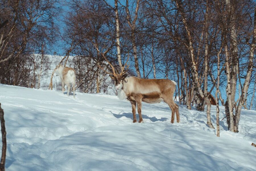 True Locals of the Arctic: Reindeer Sledding at Camp Tamok - Key points to know before you go