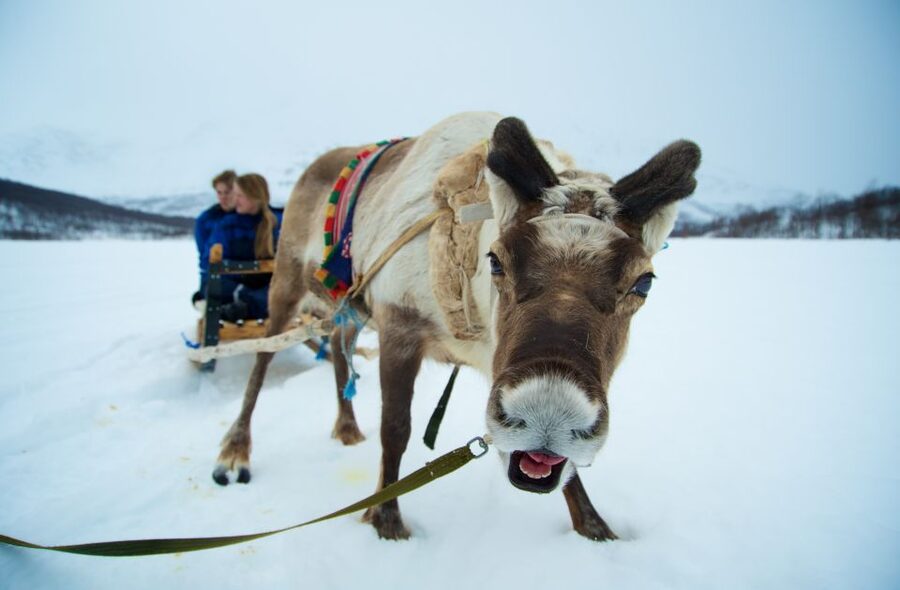 True Locals of the Arctic: Reindeer Sledding at Camp Tamok - The Tromsø to Camp Tamok ride: long enough to relax, scenic enough to enjoy