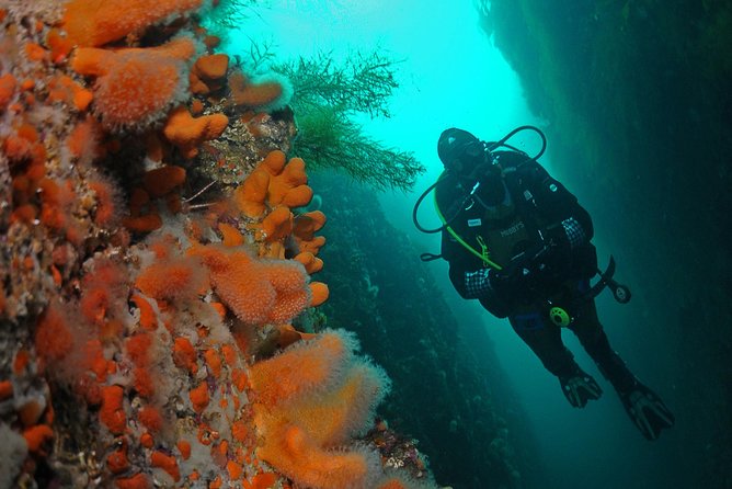 Unique Scuba Diving Experience - Key highlights worth knowing