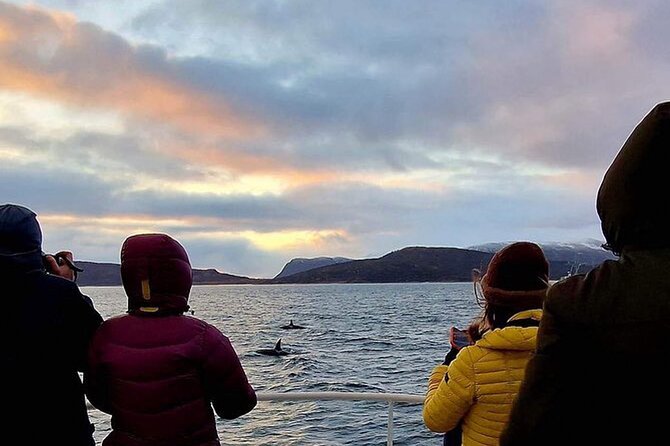 Whale Safari in Tromso - Key Points Before You Go
