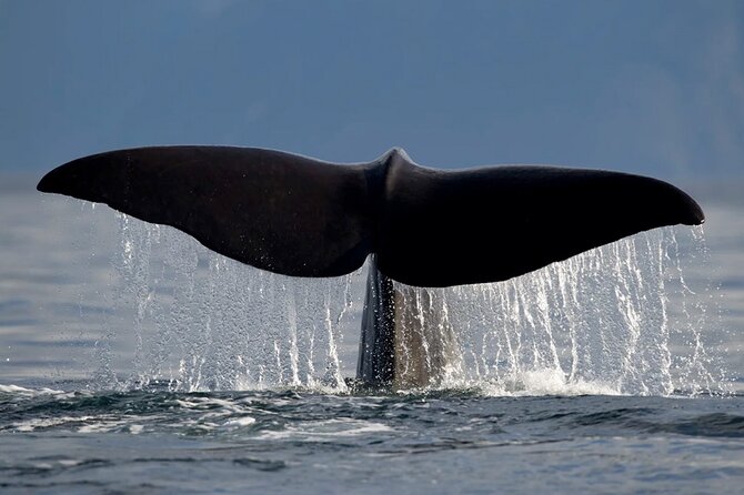 Whale Safari in Tromso - Orcas and Humpbacks: What You’re Most Likely Hunting For