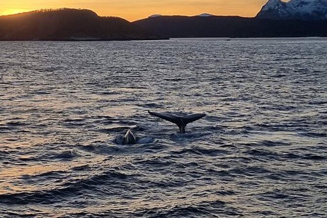 Whale Safari in Tromso - Cold Weather Reality: What to Wear for Deck Time