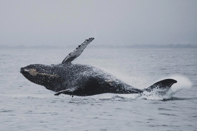 Whale Safari in Tromso - Price and Value: Is $182 Worth It?