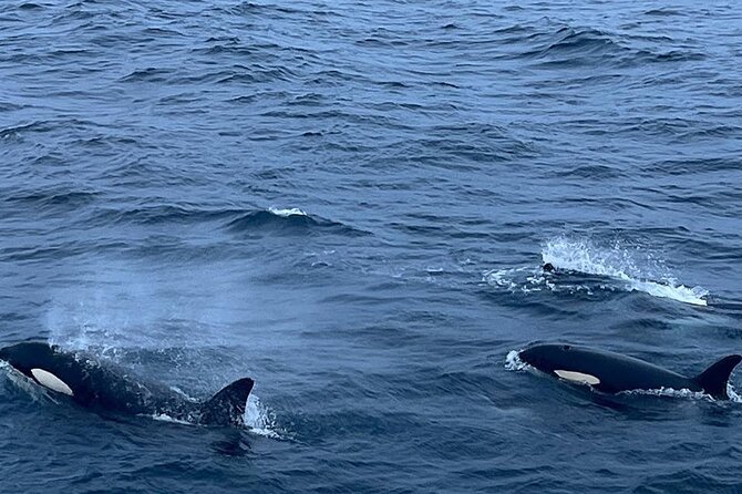 Whale Safari in Tromso - Who Should Book This Whale Safari, and Who Might Want a Different Plan