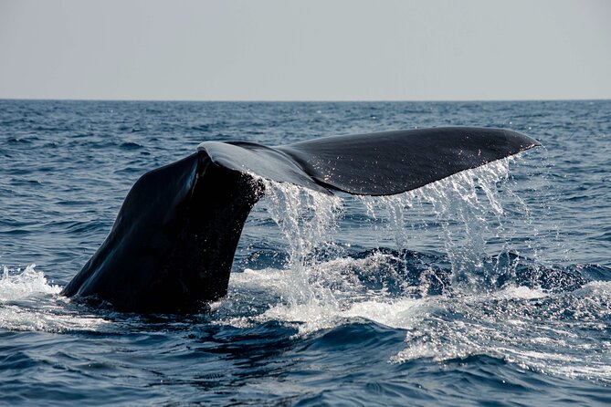 Whale safari with Puffins and Muffins (Andøy, Vesterålen) - Key things to know before you go