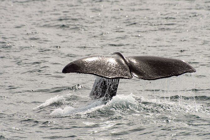 Whale safari with Puffins and Muffins (Andøy, Vesterålen) - Stop 1: Bleik Marina, then out into the Atlantic