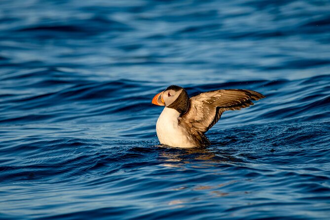 Whale safari with Puffins and Muffins (Andøy, Vesterålen) - Price and value: what $205.13 buys you