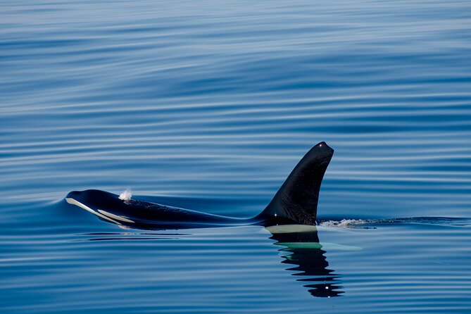 Whale safari with Puffins and Muffins (Andøy, Vesterålen) - The guide vibe: what the feedback says matters