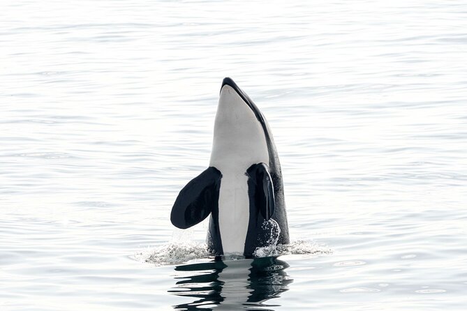 Whale safari with Puffins and Muffins (Andøy, Vesterålen) - Weather, daylight, and what to do with uncertainty