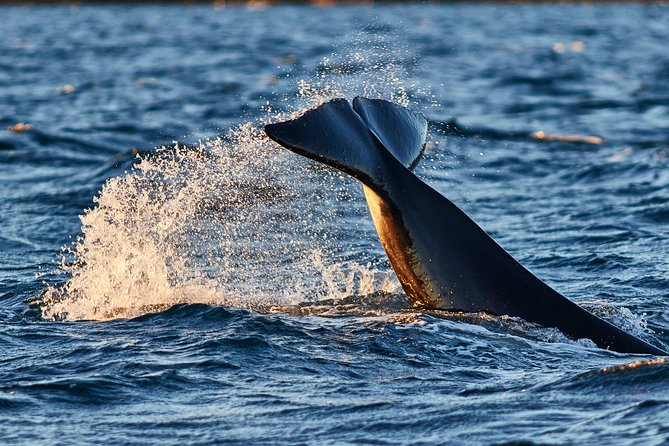 Whale Watching RIB Boat Tour in Skjervoy from Tromso - Why Skjervoy is worth the early-morning ride