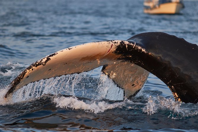 Whale Watching RIB Boat Tour in Skjervoy from Tromso - Guides, information, and the small moments that make it feel personal