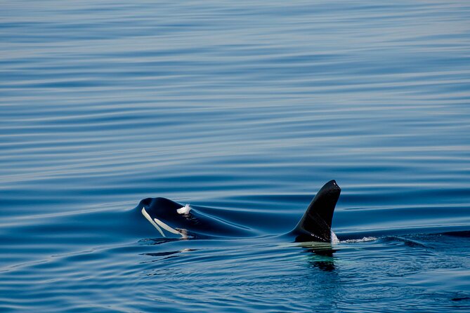 Whale Watching RIB Boat Tour in Skjervoy from Tromso - Lunch and downtime: boxed lunch that keeps you going