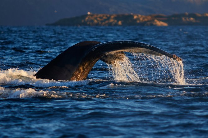 Whale Watching RIB Boat Tour in Skjervoy from Tromso - Price and value: what you pay for in this Skjervoy whale watch