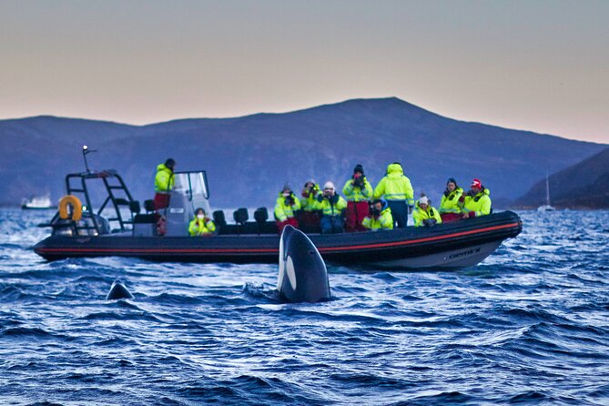 Whale Watching RIB Boat Tour in Skjervoy from Tromso - The long drive: 4 hours each way, winter daylight, and why they move fast