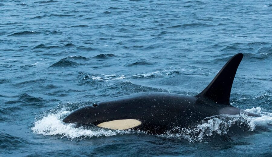 Whale Watching RIB Safari at Skjervøy - Key highlights that matter before you book