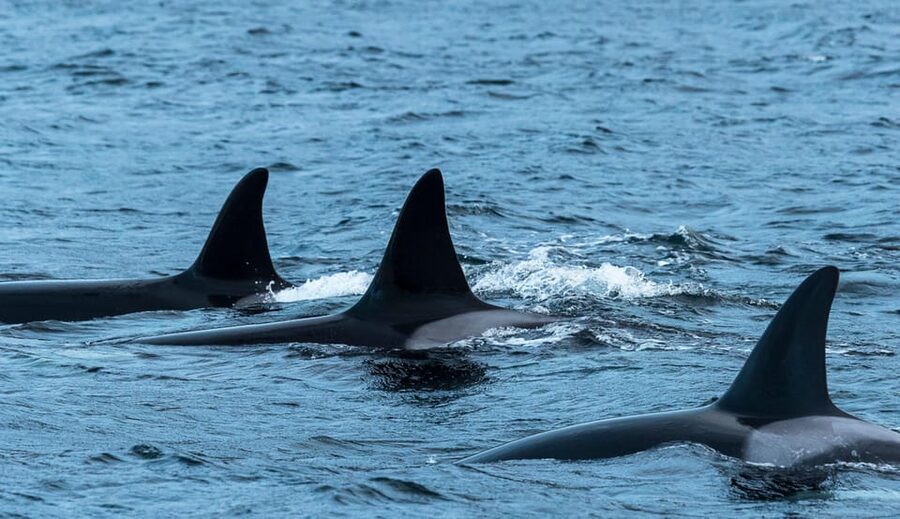 Whale Watching RIB Safari at Skjervøy - Why Skjervøy’s winter waters are the main event