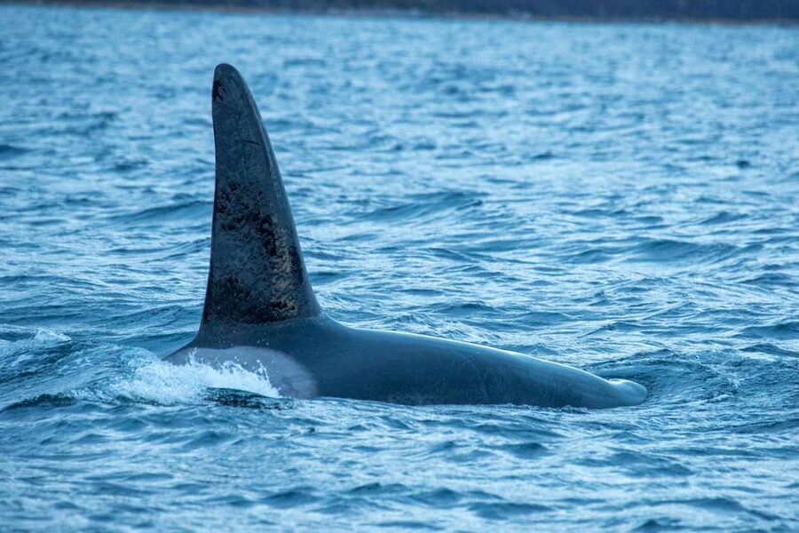 Whale Watching RIB Safari at Skjervøy - Price and value: why $251 can be worth it