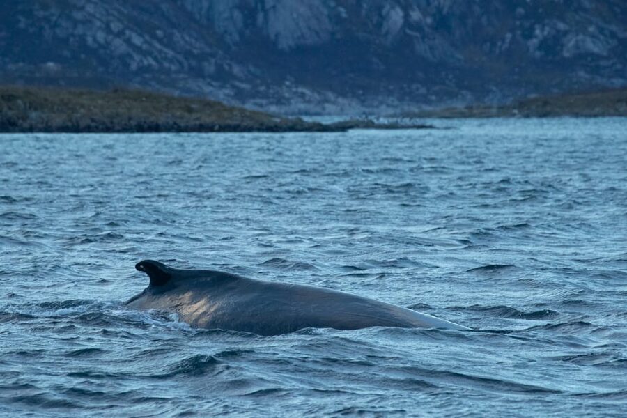 Whale Watching RIB Safari at Skjervøy - Tromsø to Skjervøy: the early start on the big red bus