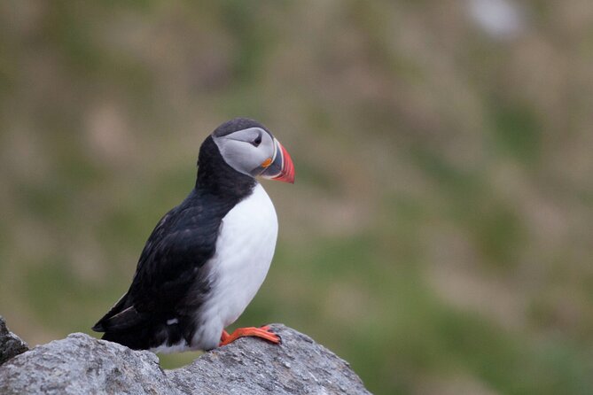 Wildlife Sea Safari in Alesund - Key Things to Know Before You Go