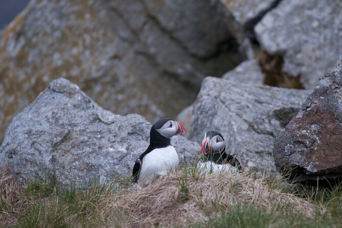 Wildlife Sea Safari in Alesund - Ålesund RIB Safari: What You’re Really Paying For
