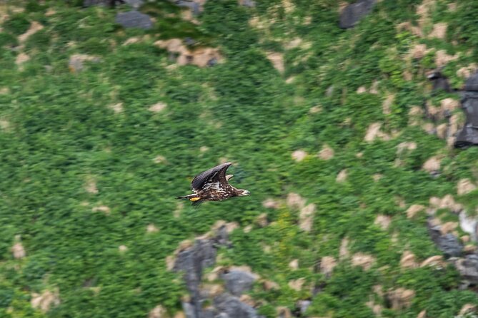 Wildlife Sea Safari in Alesund - Timing Matters: When Puffins Are Most Likely