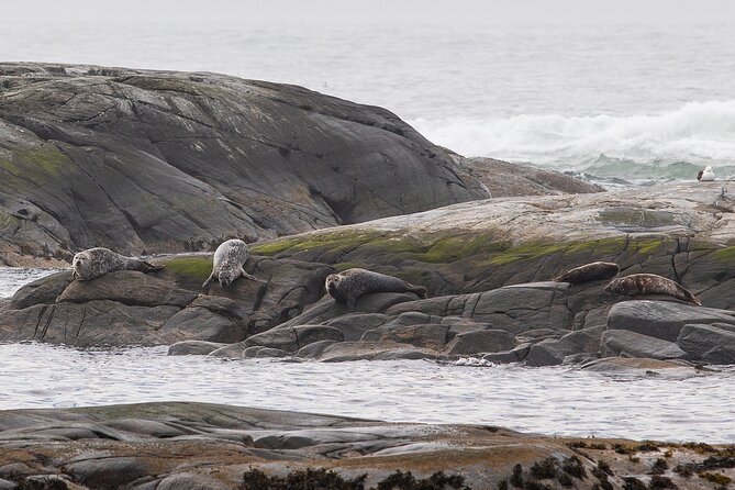 Wildlife Sea Safari in Alesund - Meeting at Dronning Sonjas plass and Returning Right Back
