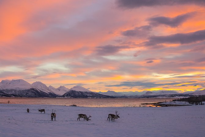 Winter Fjord Road Trip with Wandering Owl - Lunch, Warm Drinks, and Hot Chocolate-Style Comfort